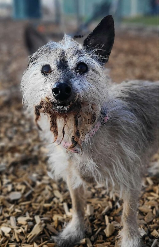 Picture of the Animal Listed